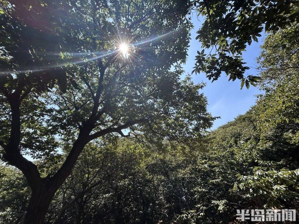 1014岁！青岛这棵“千年树王”<strong></p>
<p>以太坊行情</strong>，主干碳化严重，镂空处能站两人！每年仍可结果数十斤→