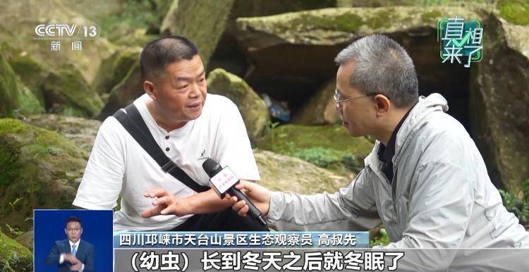 网传萤火虫濒临灭绝<strong></p>
<p>以太坊官网</strong>，是真的吗？
