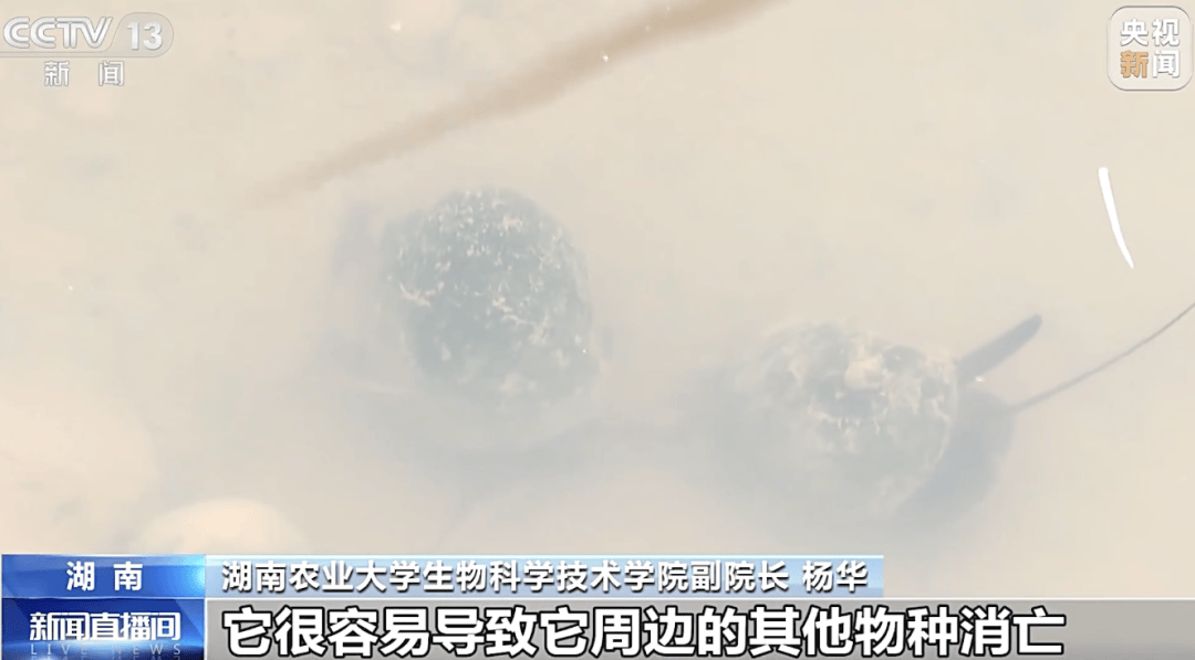 掀开衣服<strong></p>
<p>以太坊币价格</strong>，密密麻麻！200多只活虫惊现深圳机场……