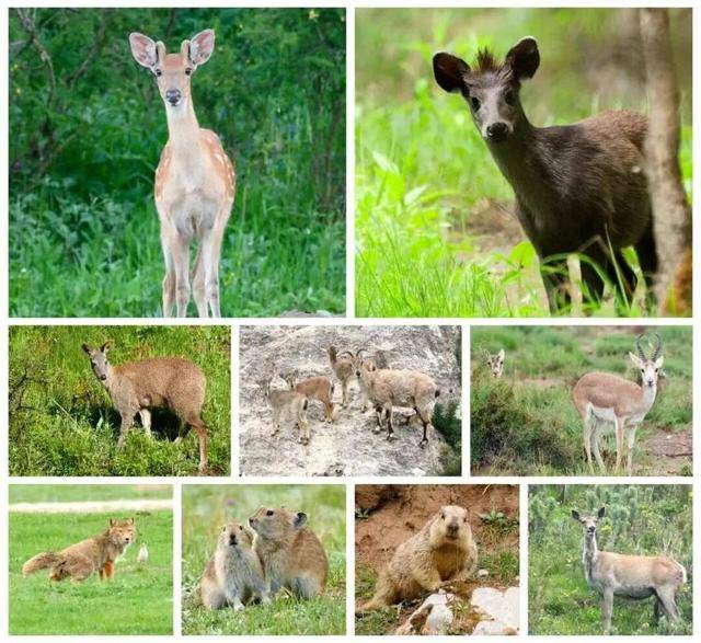 “感谢大家支持我大闹天宫……”蔡国强烟花秀现场感言视频披露<strong></p>
<p>以太坊币价格</strong>，又遭质疑！