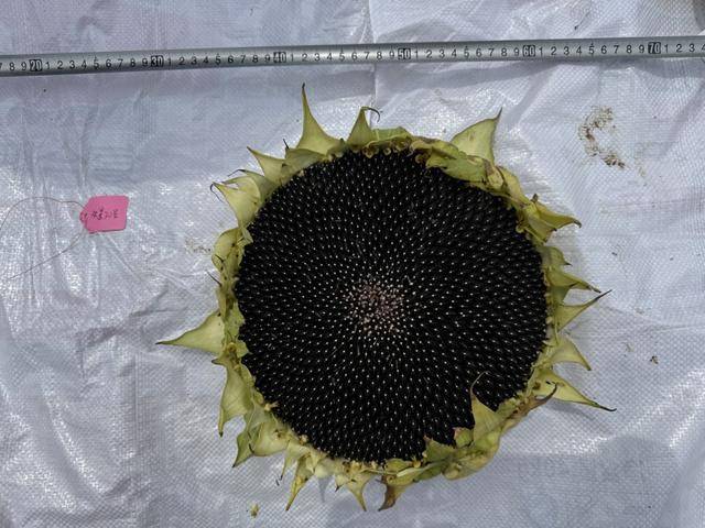 紫色向日葵、多彩胡萝卜、双色火龙果亮相青岛<strong></p>
<p>以太坊贸易</strong>，种子盛会变身“未来食物实验室”