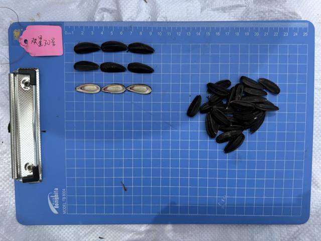 紫色向日葵、多彩胡萝卜、双色火龙果亮相青岛<strong></p>
<p>以太坊贸易</strong>，种子盛会变身“未来食物实验室”