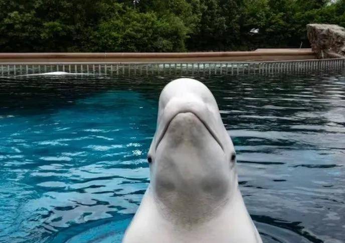 宁愿全部安乐死<strong></p>
<p>矿机以太坊</strong>,也不给中国?加拿大养不起30头白鲸,中国愿接手,然而...