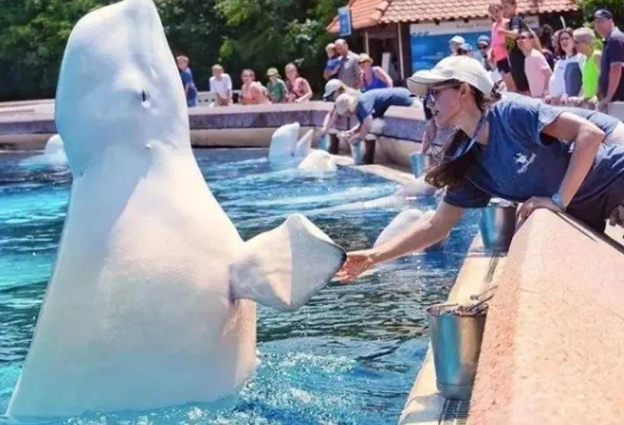 宁愿全部安乐死<strong></p>
<p>矿机以太坊</strong>,也不给中国?加拿大养不起30头白鲸,中国愿接手,然而...