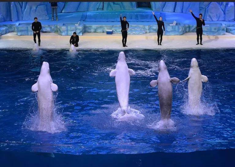 宁愿全部安乐死<strong></p>
<p>矿机以太坊</strong>,也不给中国?加拿大养不起30头白鲸,中国愿接手,然而...