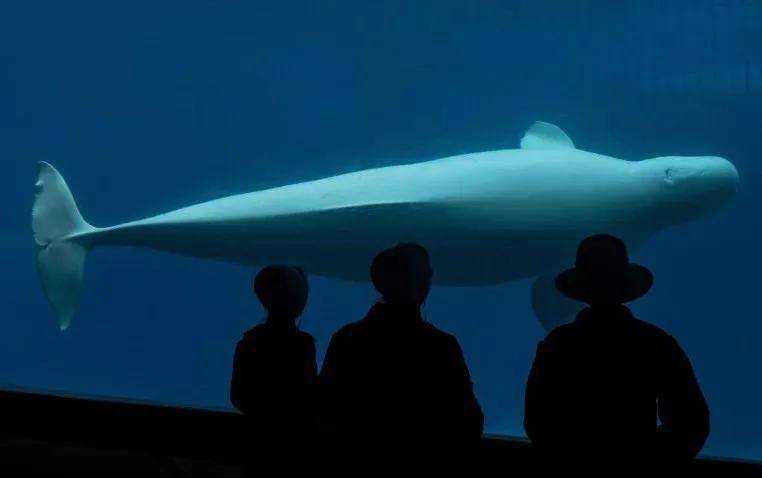 宁愿全部安乐死<strong></p>
<p>矿机以太坊</strong>,也不给中国?加拿大养不起30头白鲸,中国愿接手,然而...