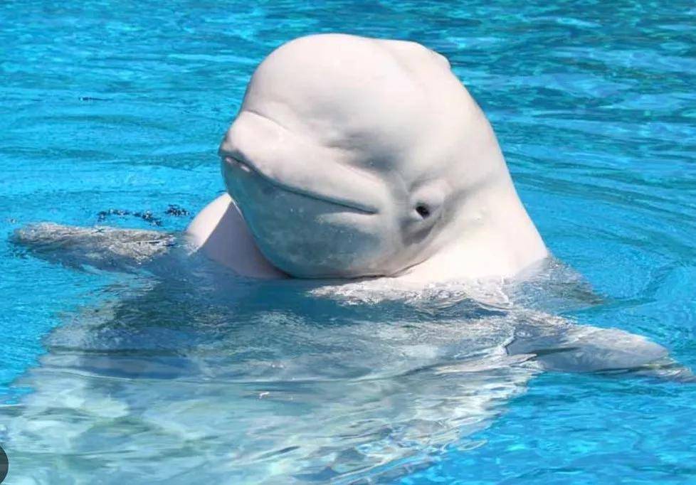 宁愿全部安乐死<strong></p>
<p>矿机以太坊</strong>,也不给中国?加拿大养不起30头白鲸,中国愿接手,然而...