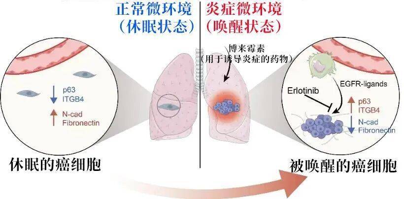 长期炎症会“唤醒”癌细胞<strong></p>
<p>矿机以太坊</strong>!这份抗炎指南每个人都该看看