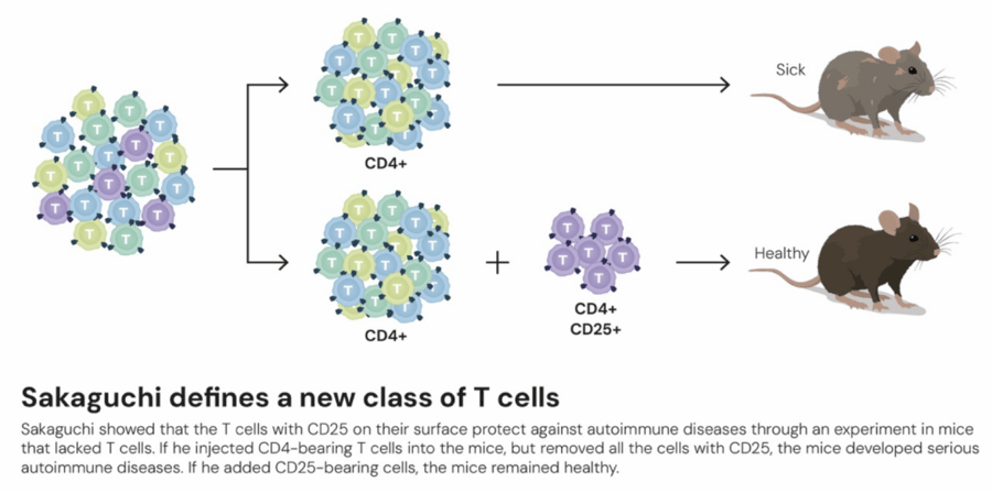 这个诺奖迟到了30年<strong></p>
<p>以太坊社区</strong>！三位科学家揭示免疫系统如何避免“自相残杀”
