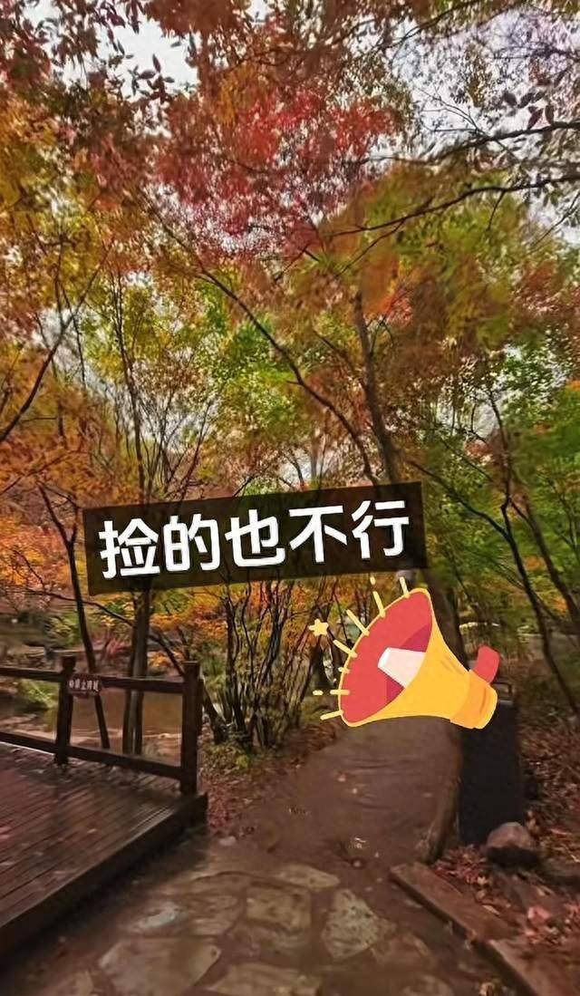 辽宁一景区禁止游客捡枫叶<strong></p>
<p>以太坊价格走势</strong>，手持枫叶也不行，工作人员：为保护自然环境