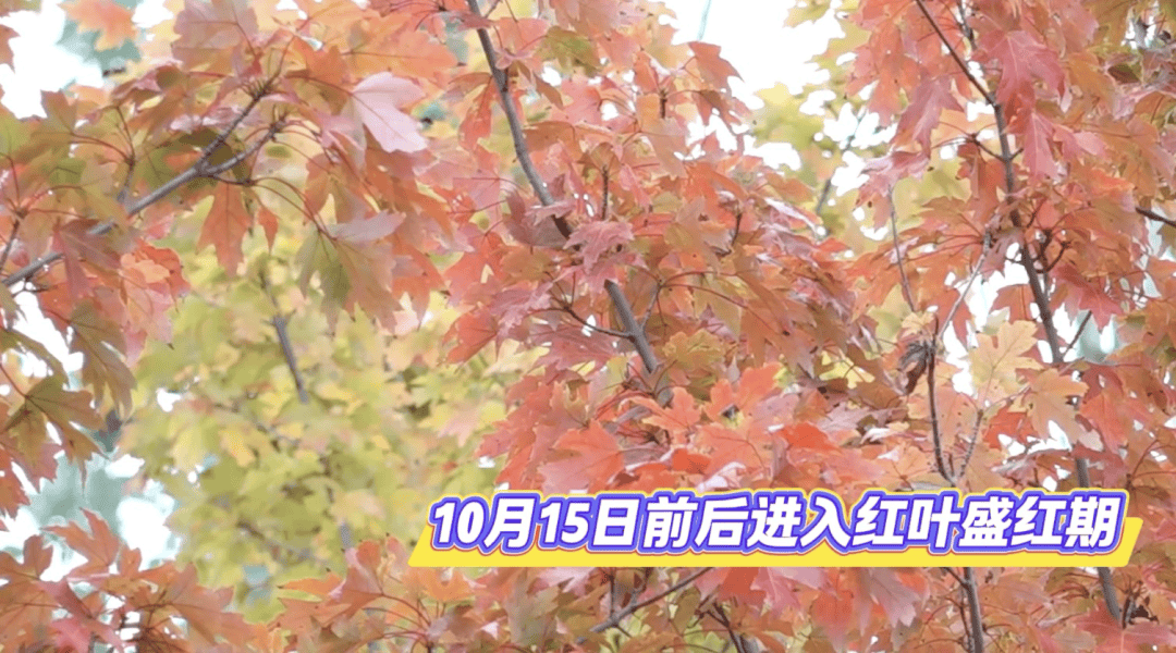 北京将迎新一轮秋雨<strong></p>
<p>eth价格今日行情</strong>，赏红期预告来了！