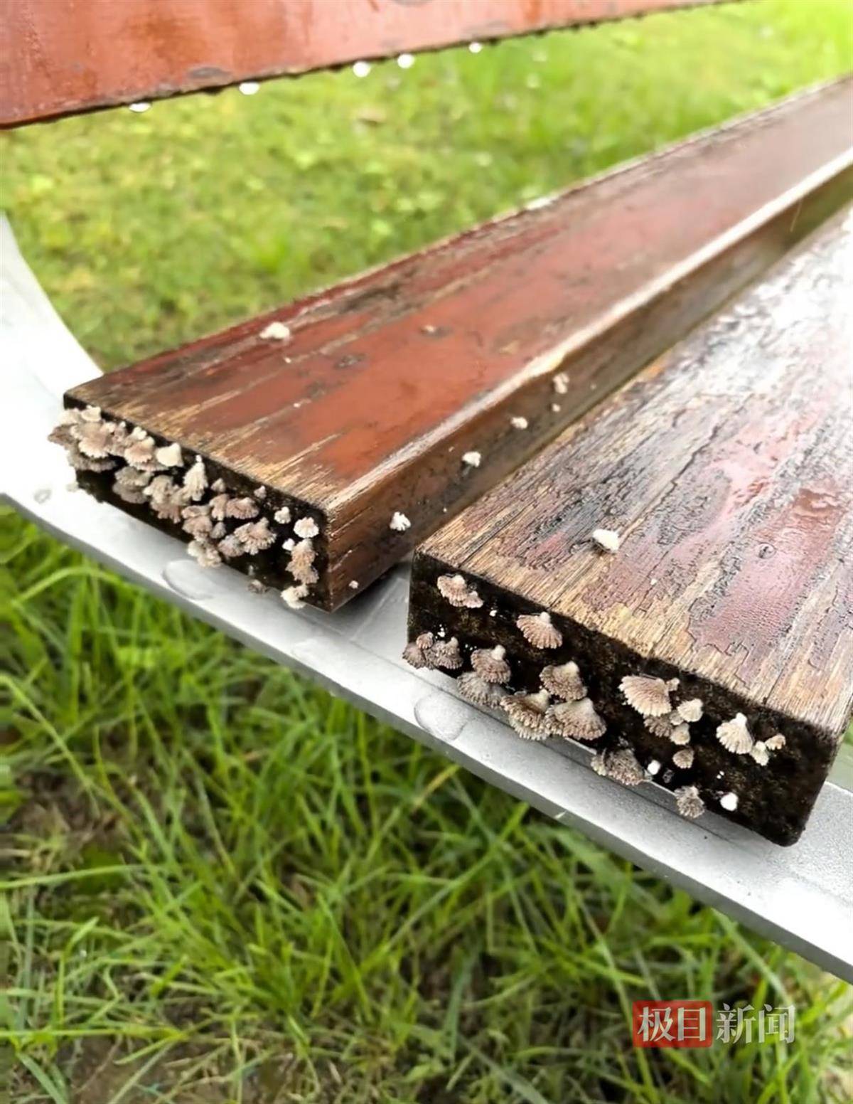 西安连续一个多月降雨遍地长蘑菇<strong></p>
<p>eth价格今日行情</strong>，大雁塔受潮，城墙布满青苔，气象局解释成因