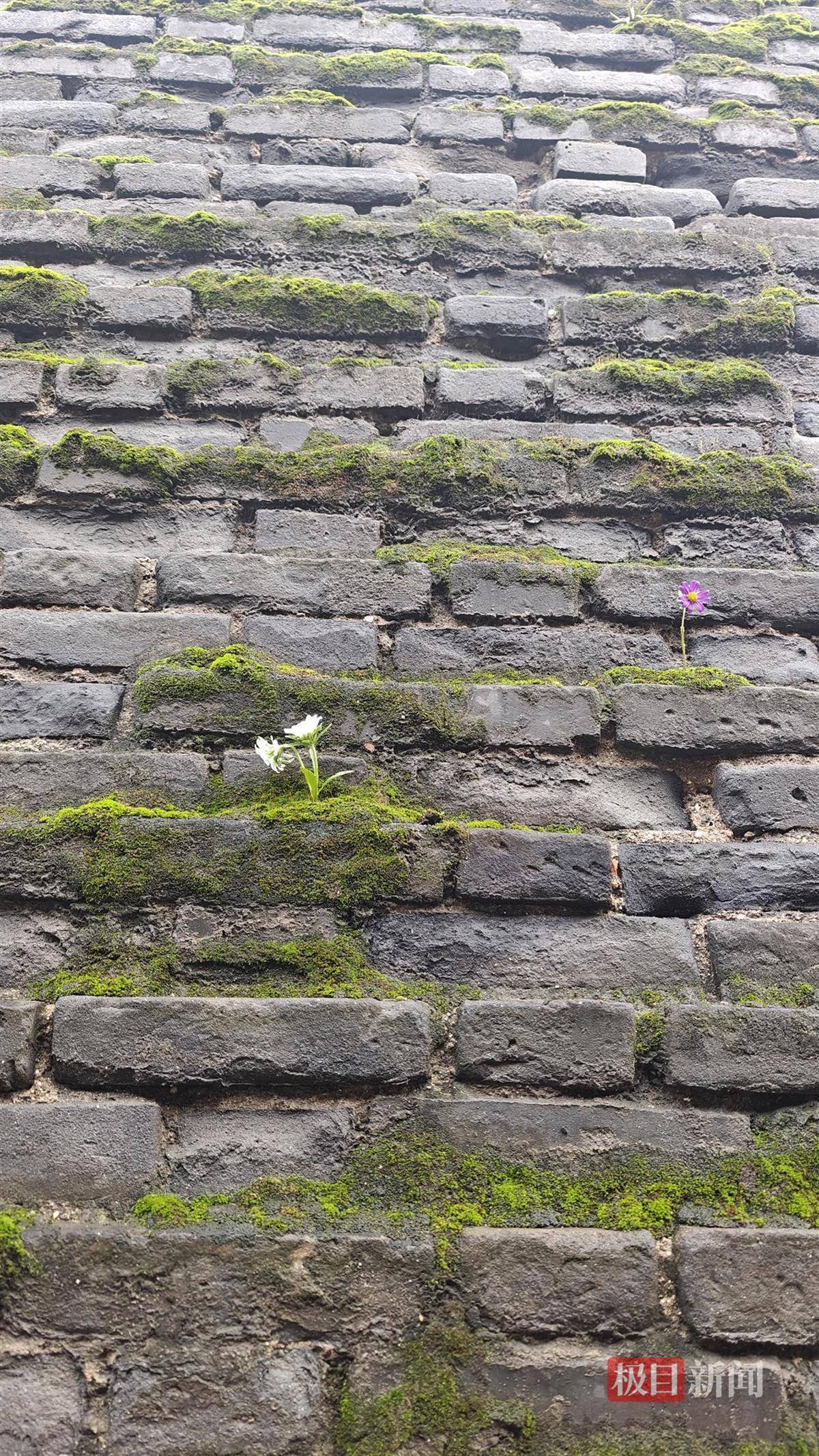 西安连续一个多月降雨遍地长蘑菇<strong></p>
<p>eth价格今日行情</strong>，大雁塔受潮，城墙布满青苔，气象局解释成因