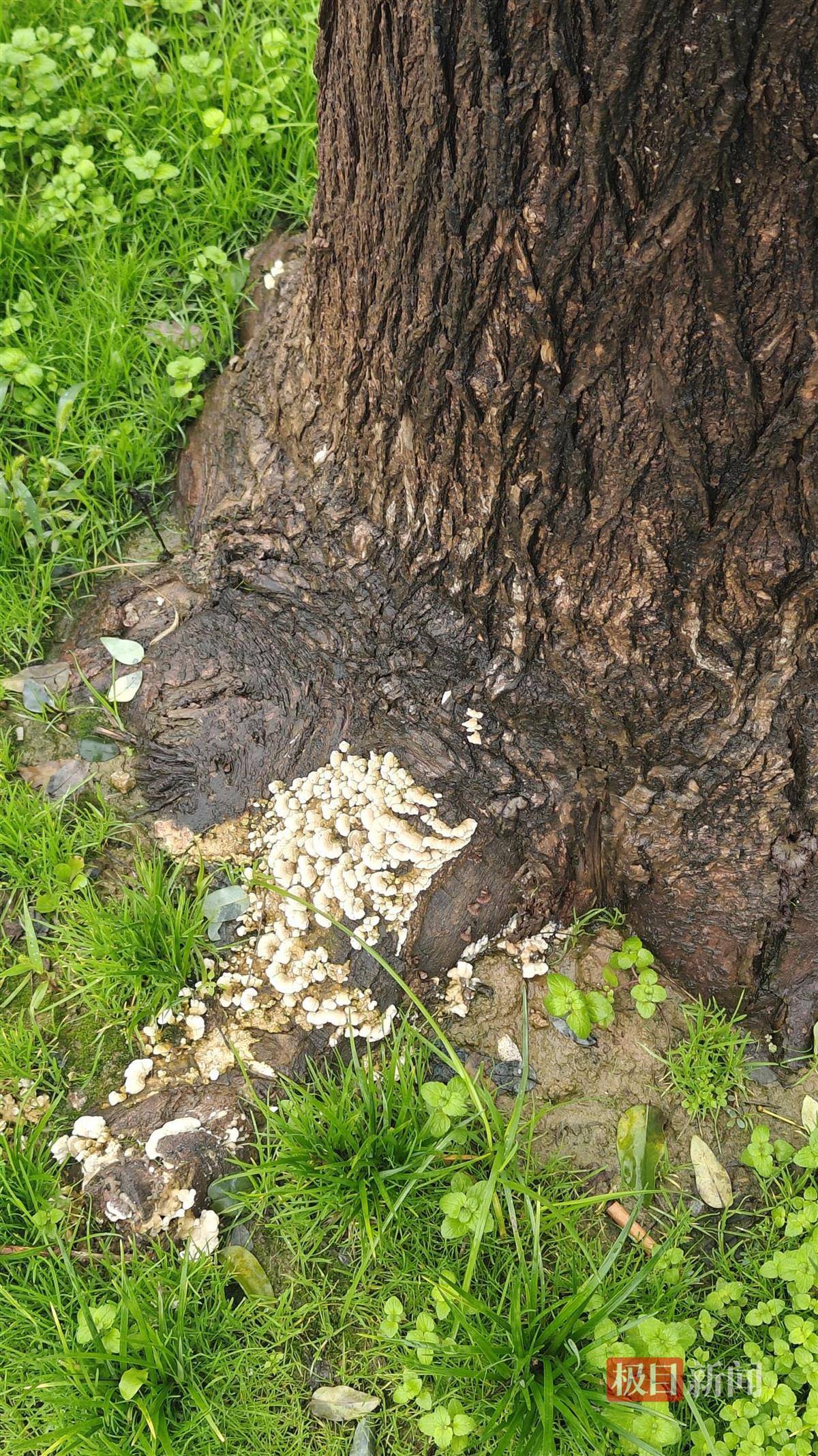 西安连续一个多月降雨遍地长蘑菇<strong></p>
<p>eth价格今日行情</strong>，大雁塔受潮，城墙布满青苔，气象局解释成因