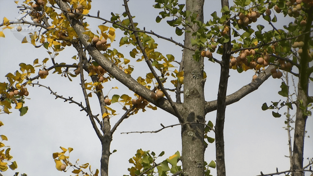 不要捡<strong></p>
<p>eth价格今日行情</strong>！不要吃！昆明街头正大量出现……