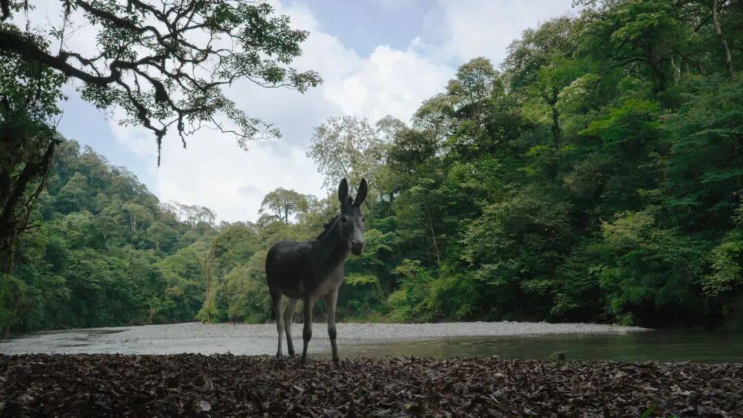 为什么说现在不缺牛马<strong></p>
<p>eth价格今日行情</strong>，就缺驴？