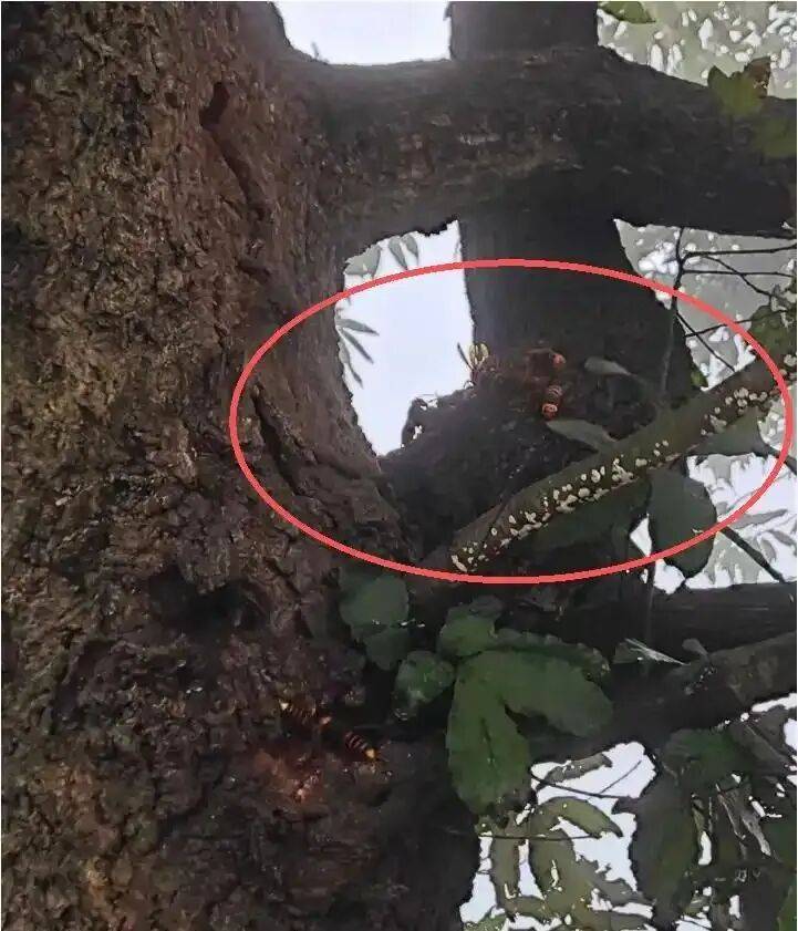 4名游客景区内遭马蜂袭击<strong></p>
<p>eth价格今日行情</strong>，旅游度假区：是森林公园不卖门票，蜇伤先就医后提供证据投诉