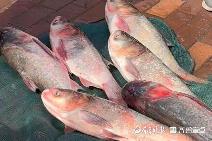 “鱼多得数不过来<strong></p>
<p>Eth价格</strong>,一网子下去能捞好几条”济南锦绣川水库开闸放水,大量鲢鱼被冲出,工作人员:禁止捕捞!