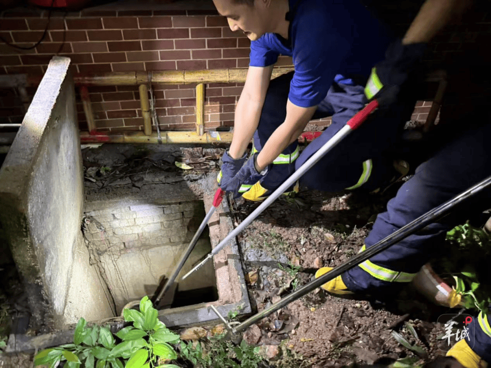 广州一小区蛇患频发：已抓超60条但未探测到蛇窝位置<strong></p>
<p>Eth价格</strong>，多方介入