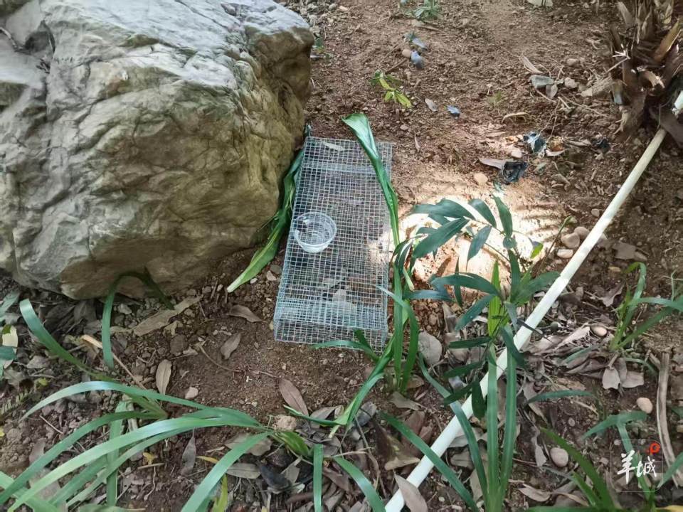 广州一小区蛇患频发：已抓超60条但未探测到蛇窝位置<strong></p>
<p>Eth价格</strong>，多方介入