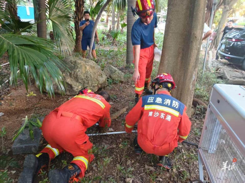 广州一小区蛇患频发：已抓超60条但未探测到蛇窝位置<strong></p>
<p>Eth价格</strong>，多方介入