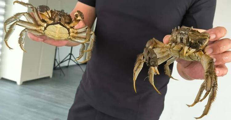 武汉江夏一地大闸蟹大量上市<strong></p>
<p>挖eth</strong>，日产1000斤当天售完，每只螃蟹有自己的“身份证”，吃深海小黄鱼长大