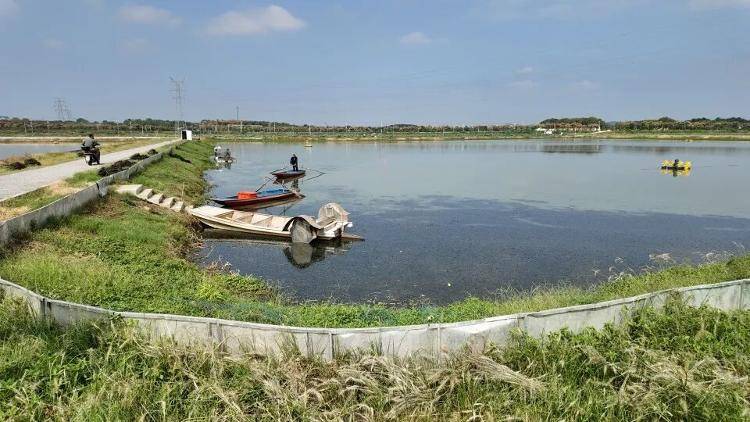 武汉江夏一地大闸蟹大量上市<strong></p>
<p>挖eth</strong>，日产1000斤当天售完，每只螃蟹有自己的“身份证”，吃深海小黄鱼长大