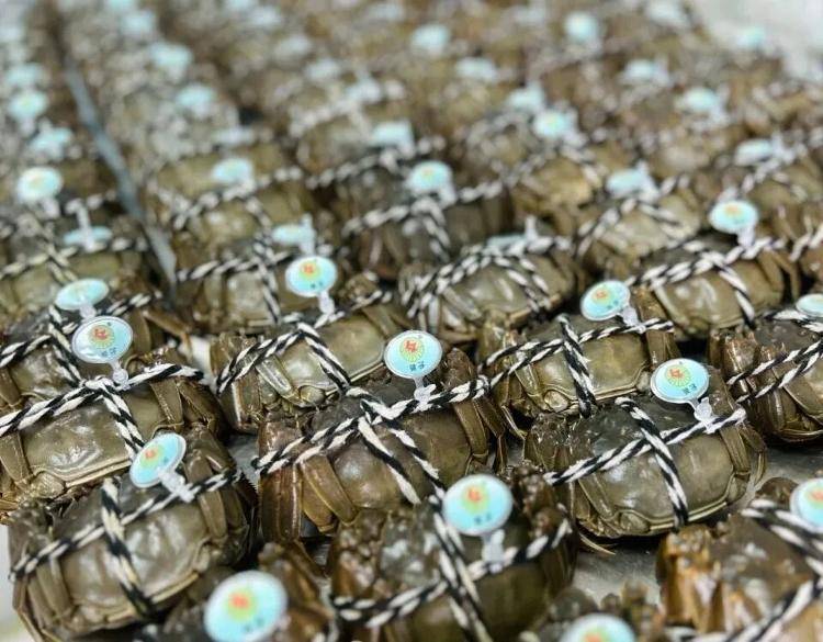 武汉江夏一地大闸蟹大量上市<strong></p>
<p>挖eth</strong>，日产1000斤当天售完，每只螃蟹有自己的“身份证”，吃深海小黄鱼长大