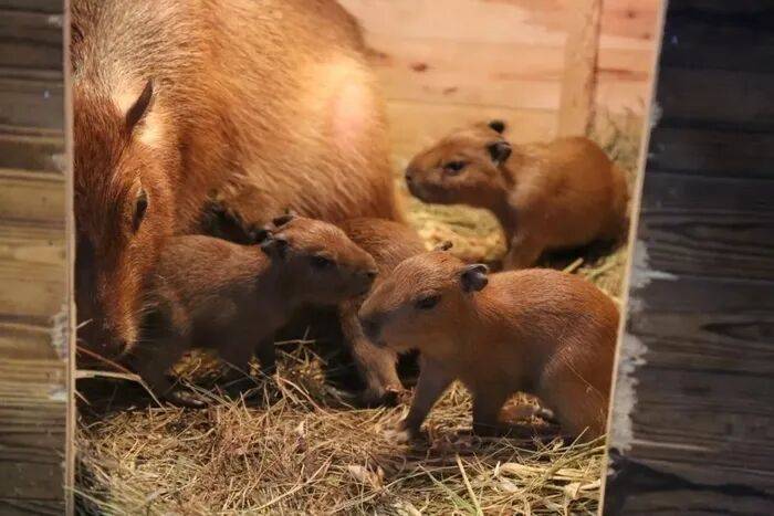 出生1小时就能独立行走<strong></p>
<p>eth钱包</strong>，济南动物园“果果”和“豚豚”的4只新生幼崽，周末和市民见面