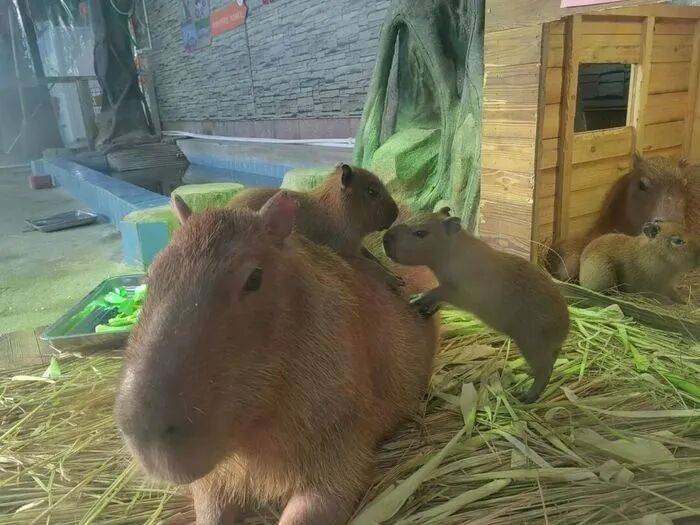 出生1小时就能独立行走<strong></p>
<p>eth钱包</strong>，济南动物园“果果”和“豚豚”的4只新生幼崽，周末和市民见面