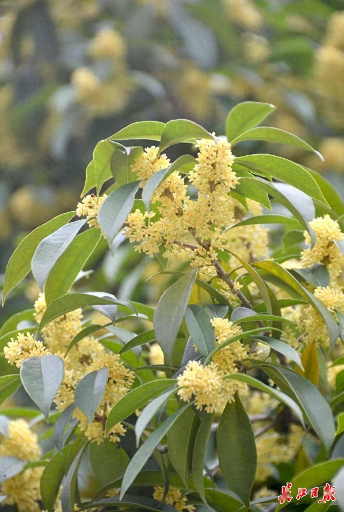 网友:为什么武汉的空气是甜的<strong></p>
<p>eth钱包</strong>?武汉人:因为秋天来了啊