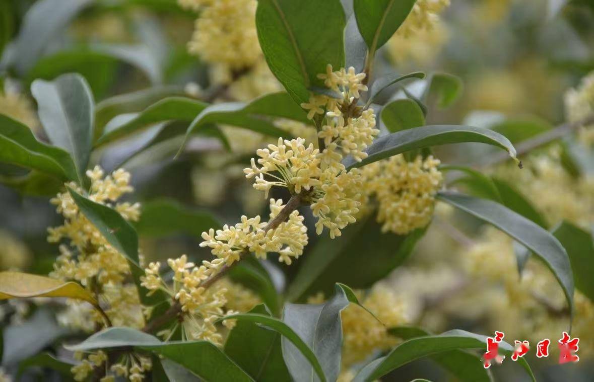 网友:为什么武汉的空气是甜的<strong></p>
<p>eth钱包</strong>?武汉人:因为秋天来了啊