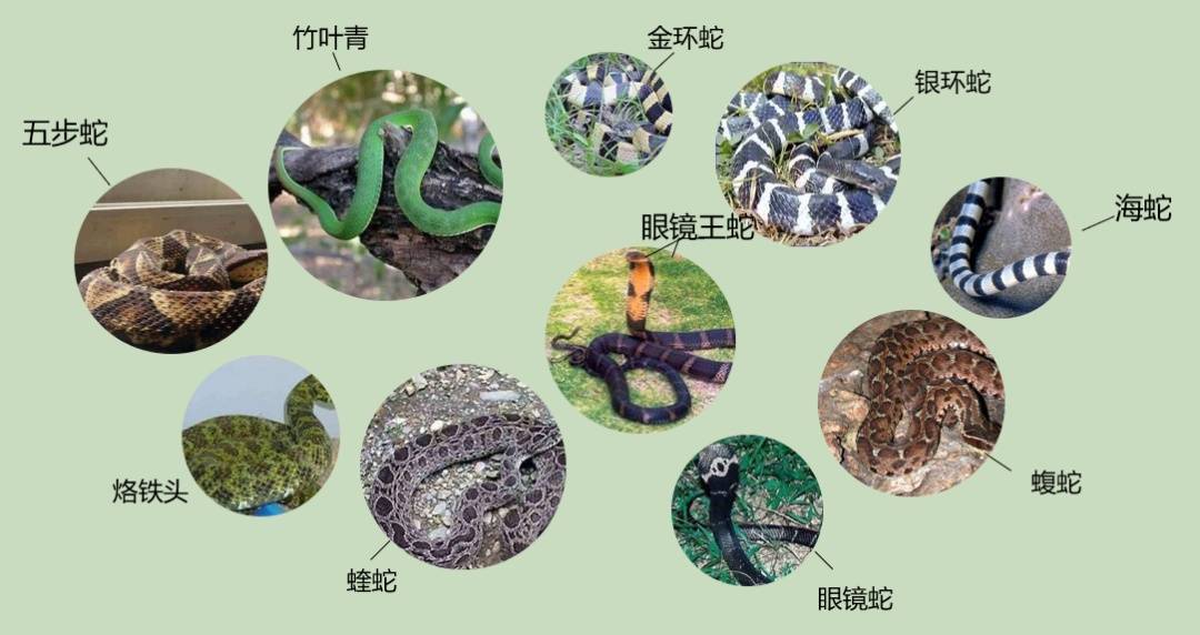 女子半夜上厕所<strong></p>
<p>eth算力</strong>,马桶里突然窜出一条蛇!