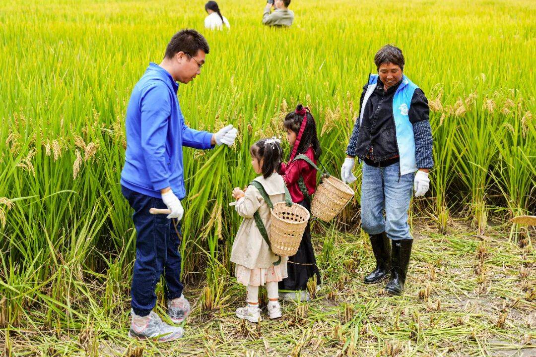 良渚遇“稻”<strong></p>
<p>Eth交易</strong>你 ｜ 秋季活动正当时