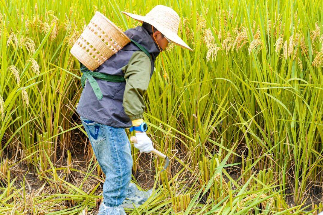 良渚遇“稻”<strong></p>
<p>Eth交易</strong>你 ｜ 秋季活动正当时