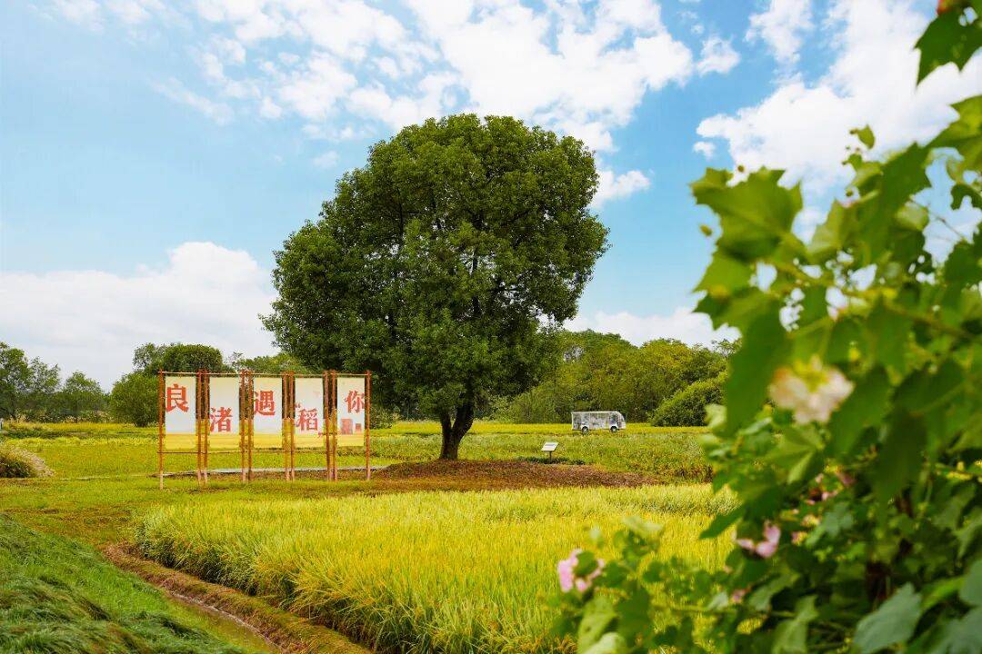 良渚遇“稻”<strong></p>
<p>Eth交易</strong>你 ｜ 秋季活动正当时