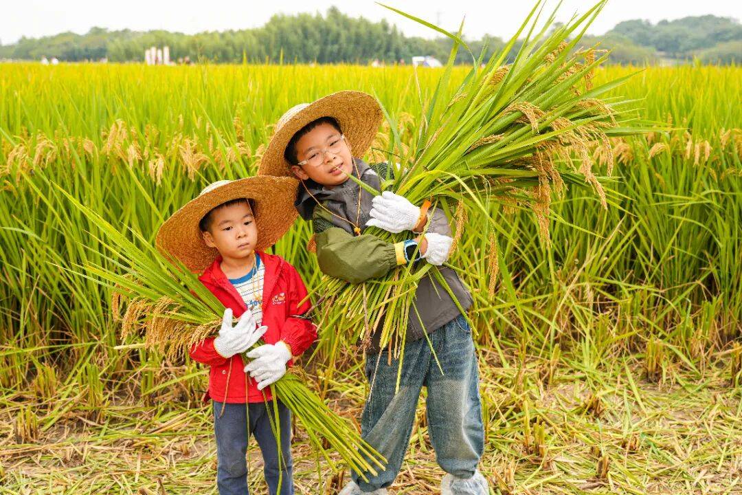 良渚遇“稻”<strong></p>
<p>Eth交易</strong>你 ｜ 秋季活动正当时