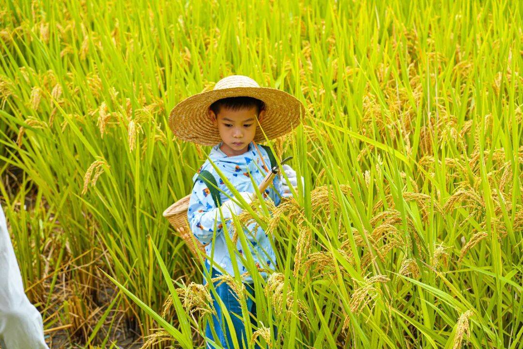 良渚遇“稻”<strong></p>
<p>Eth交易</strong>你 ｜ 秋季活动正当时