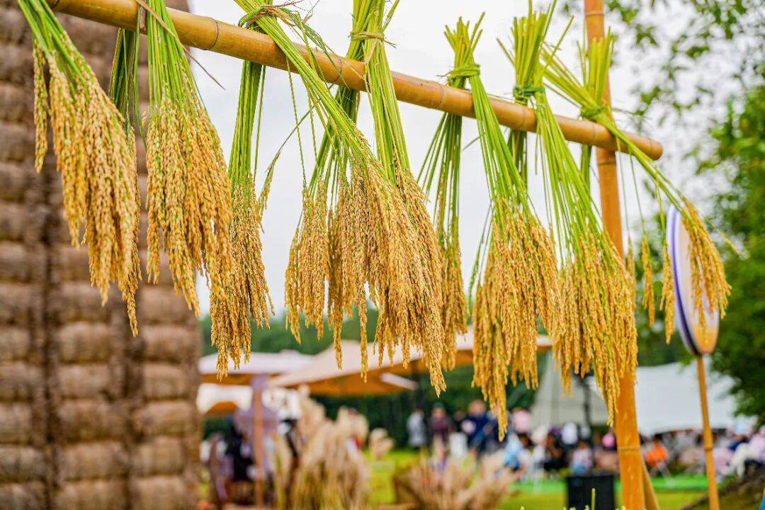 良渚遇“稻”<strong></p>
<p>Eth交易</strong>你 ｜ 秋季活动正当时