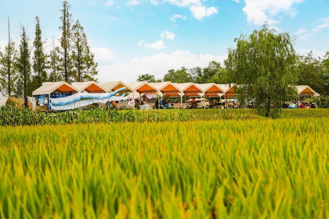 良渚遇“稻”<strong></p>
<p>Eth交易</strong>你 ｜ 秋季活动正当时