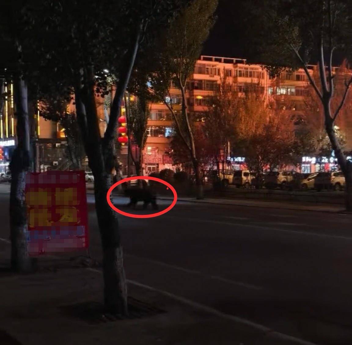 大黑熊夜里独闯黑龙江一县城闹市区<strong></p>
<p>eth地址</strong>，警方连开10多枪击毙，回应为何没用麻醉枪