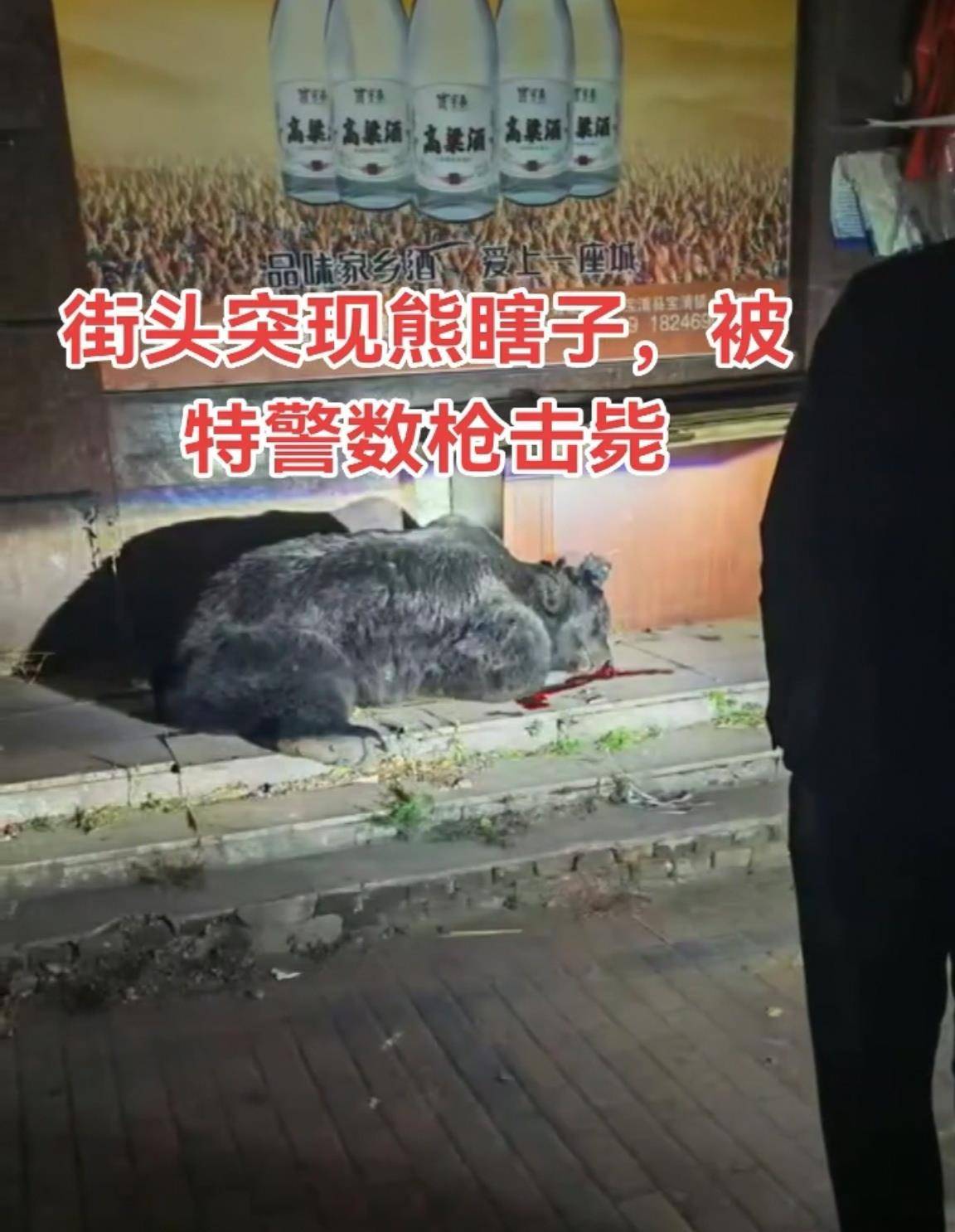 大黑熊夜里独闯黑龙江一县城闹市区<strong></p>
<p>eth地址</strong>，警方连开10多枪击毙，回应为何没用麻醉枪