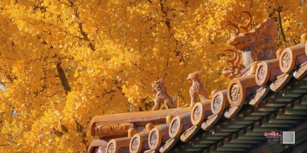 银杏金黄<strong></p>
<p>eth地址</strong>！铺满焦作的秋天！