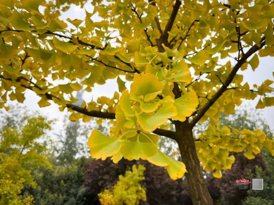 银杏金黄<strong></p>
<p>eth地址</strong>！铺满焦作的秋天！