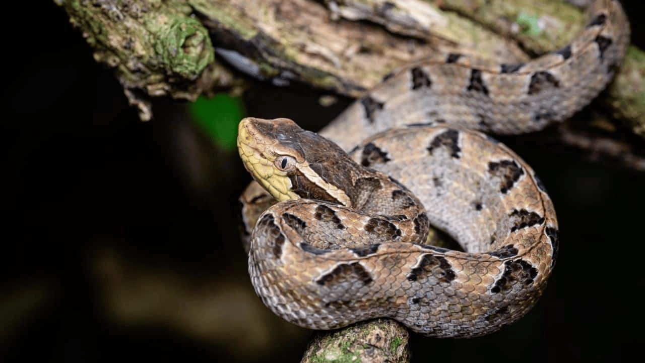 泰国女子在ATM机取钱<strong></p>
<p>eth行情</strong>，取款口突然窜出一条蛇