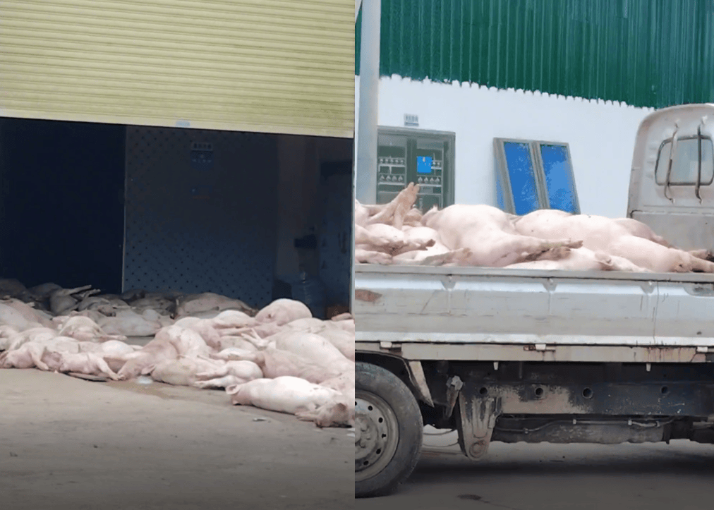 广东一食品企业出现大量死猪事件追踪:公安部门介入侦办<strong></p>
<p>eth矿池</strong>,企业负责人被控制