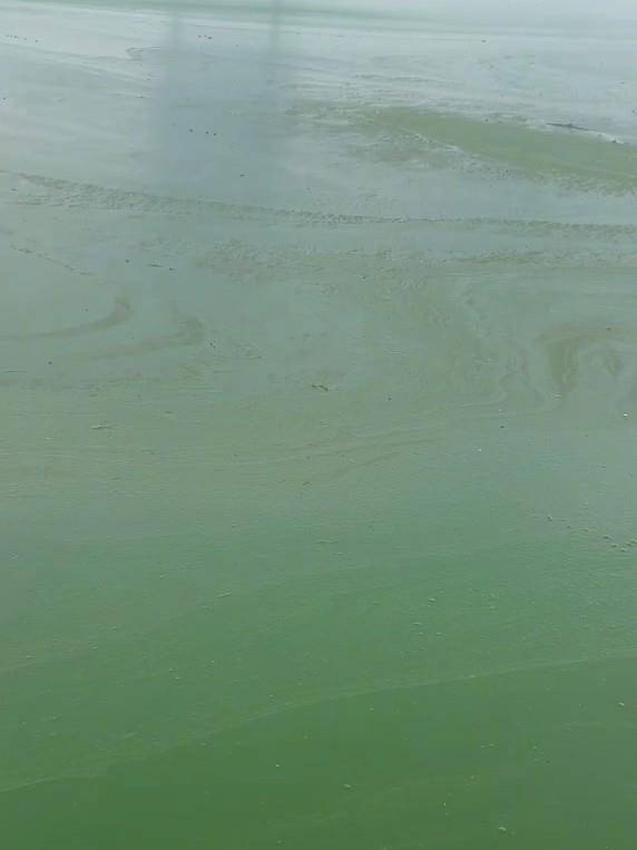 昆明滇池部分水域变绿有异味<strong></p>
<p>eth矿池</strong>，管理局：特定气候下出现轻度水华，已处理控制