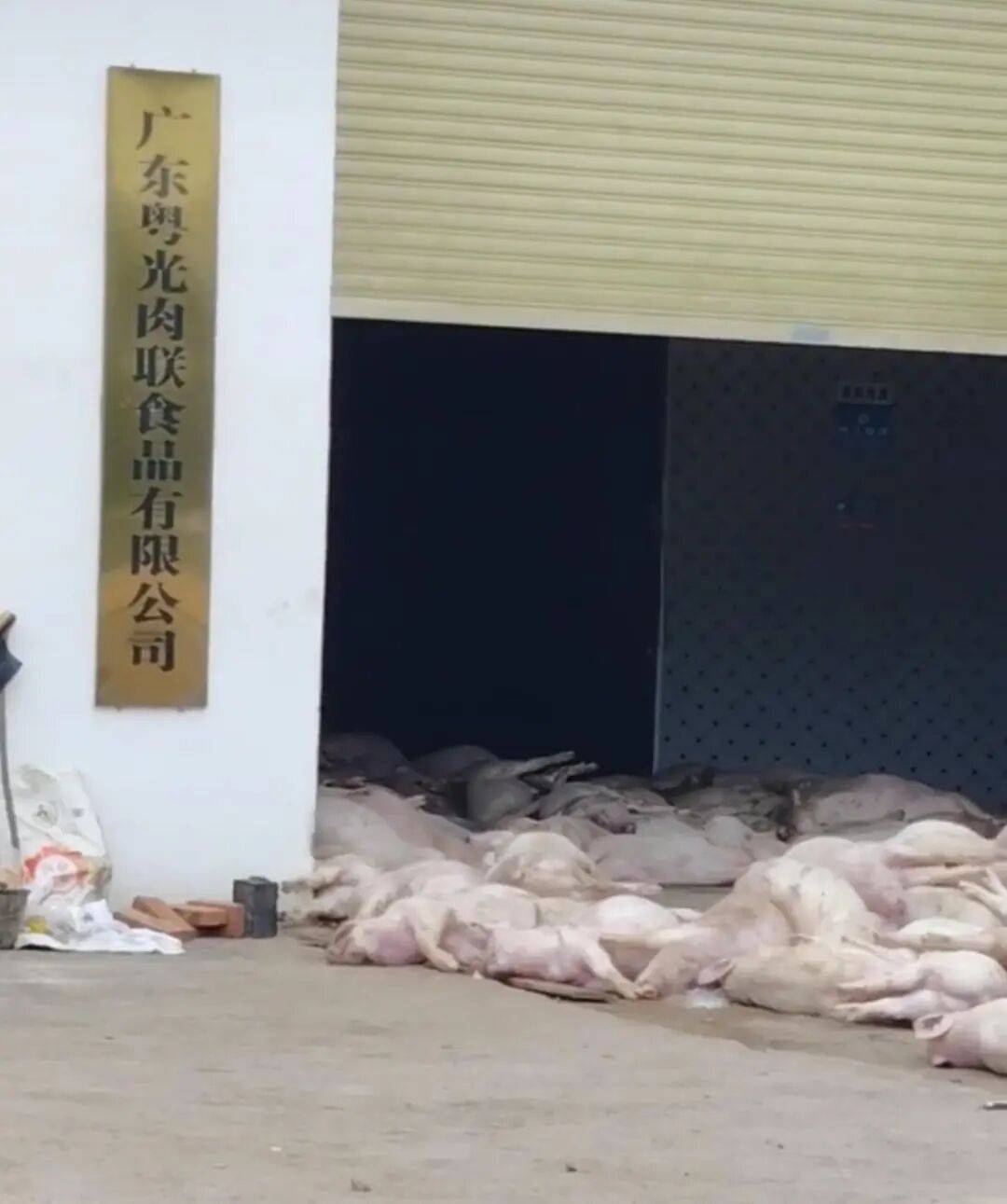 广东一肉联公司门口堆满死猪<strong></p>
<p>eth价格</strong>,官方:7人被控制