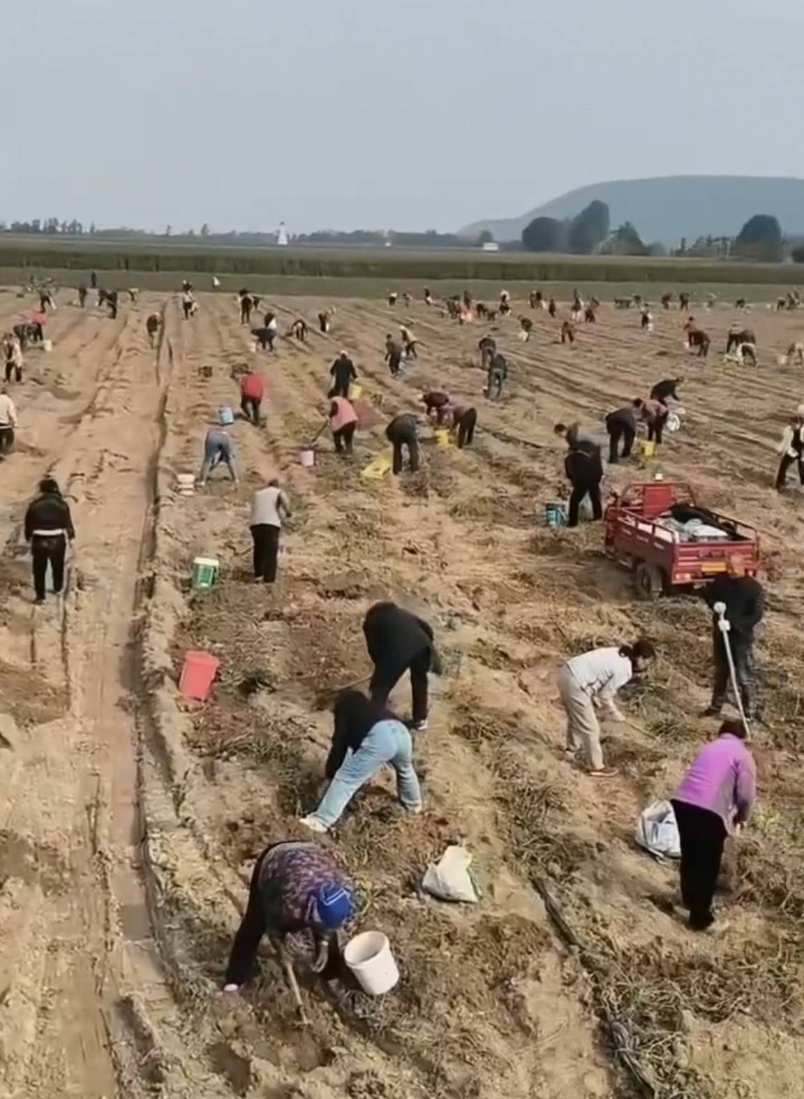 数百人冲进地里捡红薯<strong></p>
<p>eth trunk</strong>，田主称是秋收剩下的，网友：免费翻地，利人利己