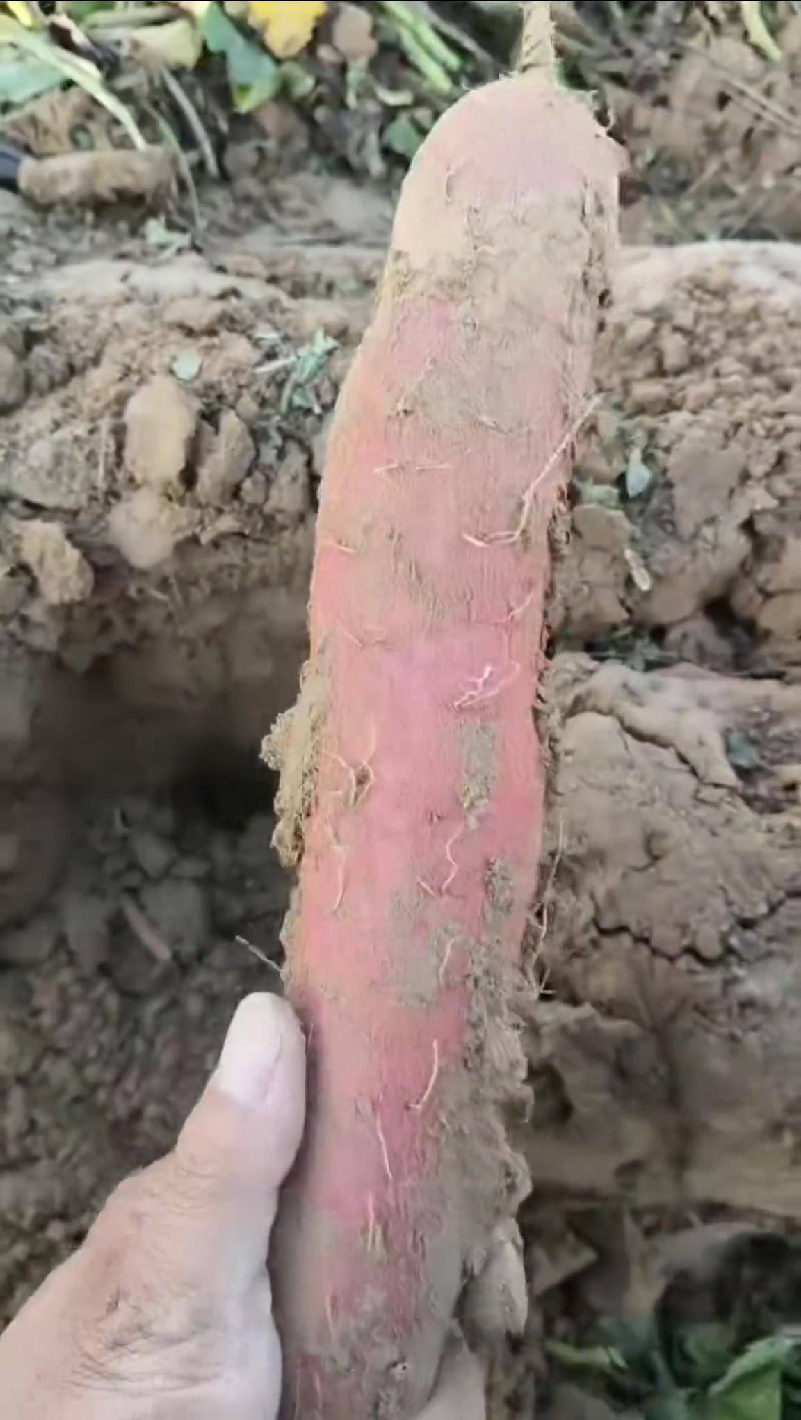 数百人冲进地里捡红薯<strong></p>
<p>eth trunk</strong>，田主称是秋收剩下的，网友：免费翻地，利人利己